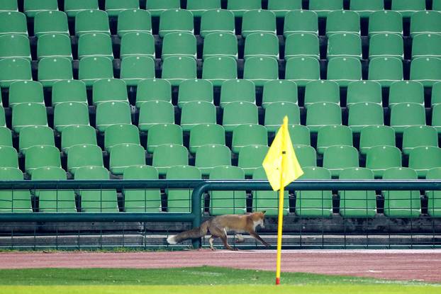 Sarajevo: Lisice pratile trening nogometaša BiH na stadionu Koševo