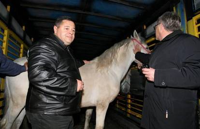 Čobanković zapalio svijeću za poginule konje lipicance