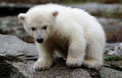 Nasljednik Knuta: Novi polarni medo igrao se, plivao i prskao