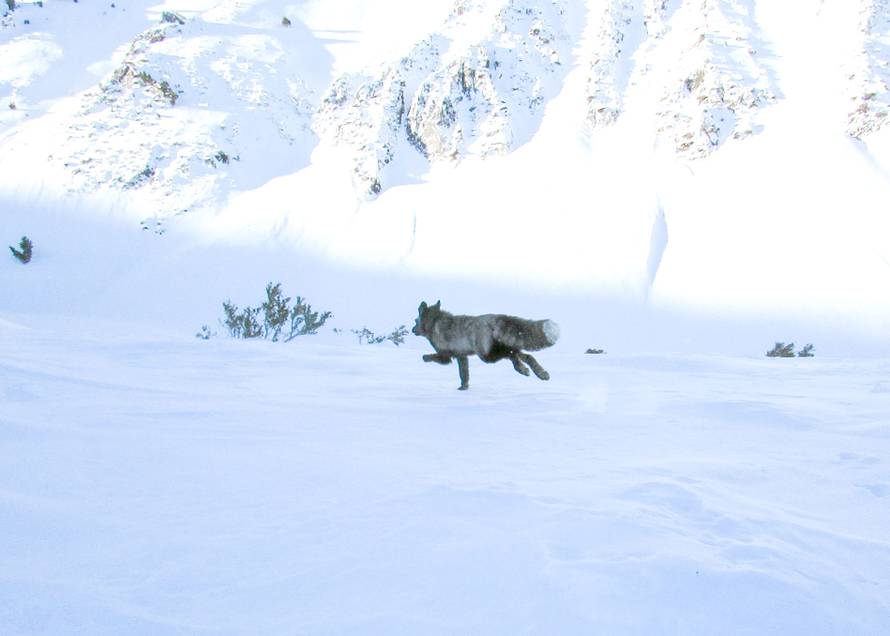 FOTO Izuzetno rijetka životinja po prvi put viđena u Kaliforniji