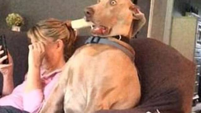 'Pas u šoku': Sjedio na kauču s vlasnicom pa se naglo ukipio...