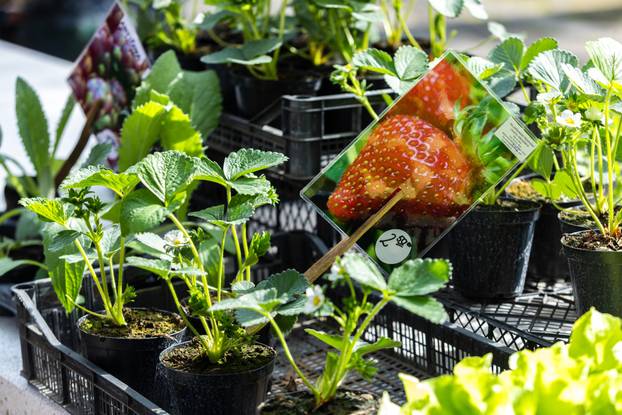 Pula: Sadnice na pulskoj tržnici