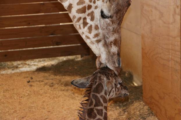 April comforts her newly born unamed baby giraffe at the Animal Adventure Park, in Harpursville