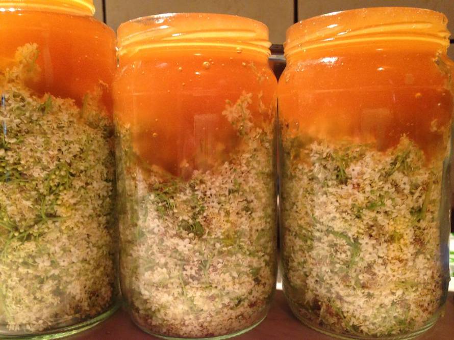 Recept za med od bazge: Vrlo ga je jednostavno za napraviti