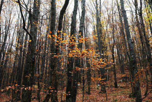 Vodice: Jesenja mističnost Ćićarije