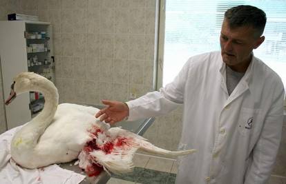 Labud kojem su amputirali krilo uginuo tijekom noći