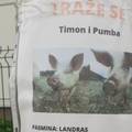 Čovjek u Bjelovaru traži svoje dvije svinje, Timona i Pumbu: 'Izrazito su pitome i idu na ruku'
