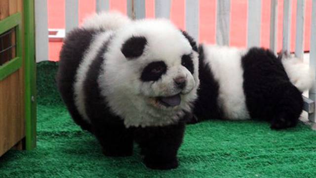 Psa obojao u pandu i skupo naplaćivao fotografiranje s njim