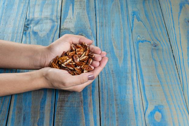 Pecan nuts. Female hand holding pecan nuts supported on blue pinus background
