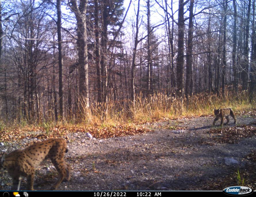 Sjajna godina: Mali risovi su preplavili šumu, okotilo ih se 26