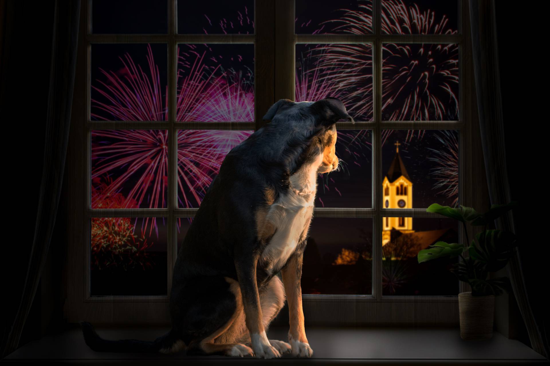 Dog looks out the window and watching the fireworks