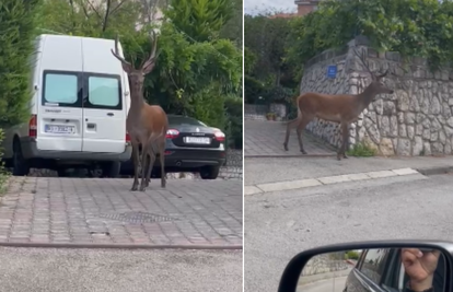 VIDEO Predivan jelen prošetao je Rijekom: 'Svako jutro vidim da prolazi, neki ga baš ne vole'