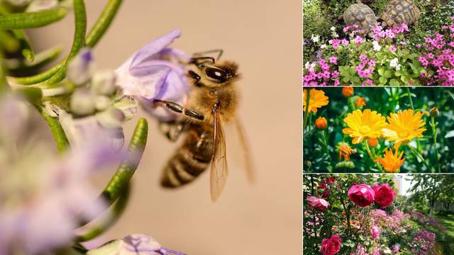 Kako privući oprašivače u vrt: Na suncokret i lavandu dolazi više pčela pa i povrće bolje rodi