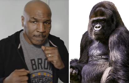 Tyson nudio skoro 10.000 € da ga puste da napadne gorilu...