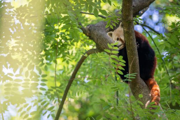 Zagreb: Životinje u Zoološkom vrtu odmaraju tijekom vrućina