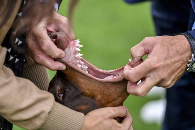 Velika Gorica: IDC Svjetsko prvenstvo pasmine doberman