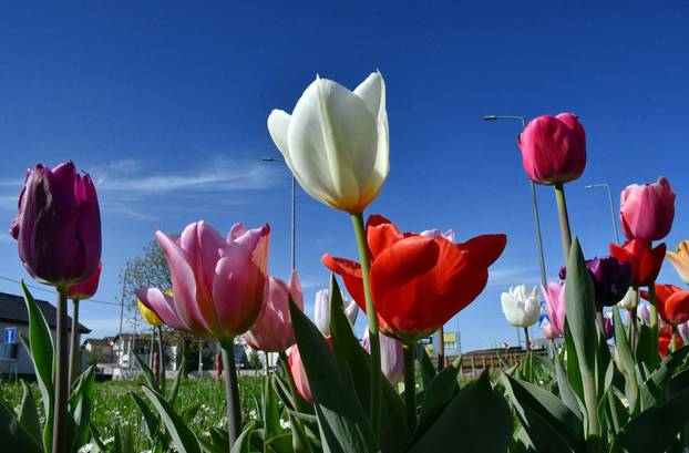 Slavonski Brod: Šarene cvjetne gredice rascvjetalih tulipana svojom ljepotom krase gradske parkove
