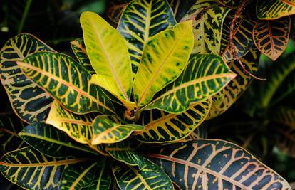 Biljka molitve jako voli vlagu