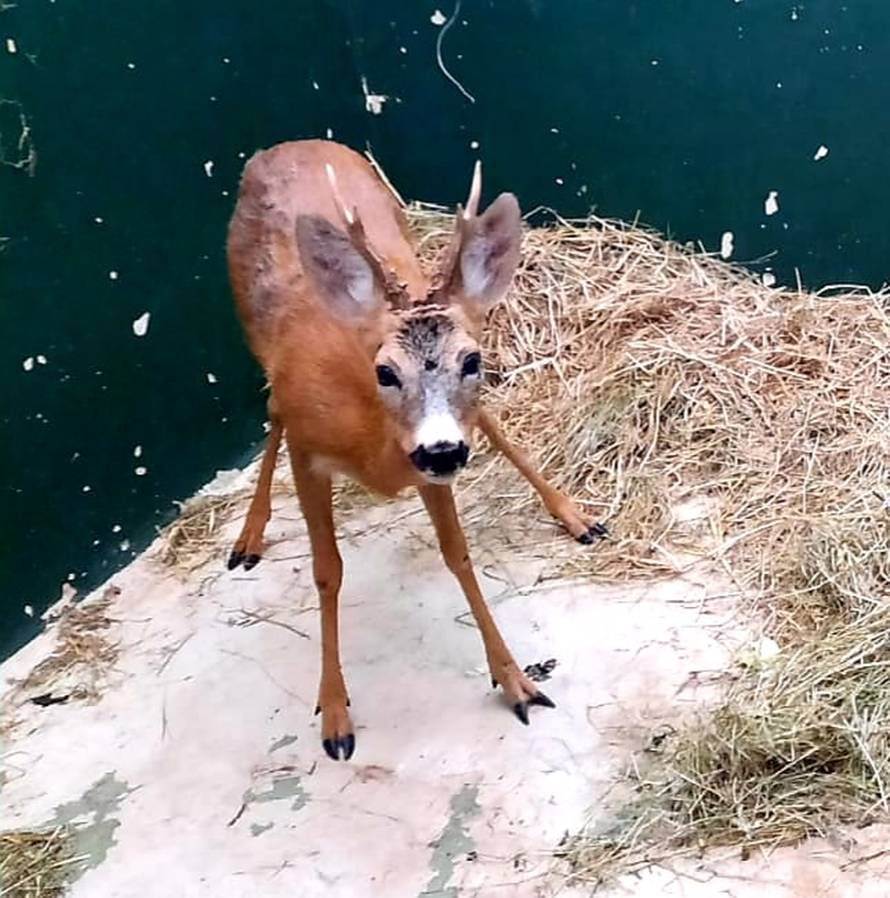 Srndaća udarili autom i ostavili kraj ceste u Zagrebu: 'Bio je u šoku, za njih je to jako opasno'