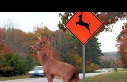 Misli da jeleni idu preko ceste  gdje vide svoju sliku na znaku
