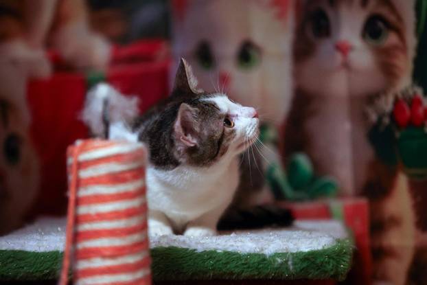24sata Rijeka: Advent za mačke u Kitten Safe House