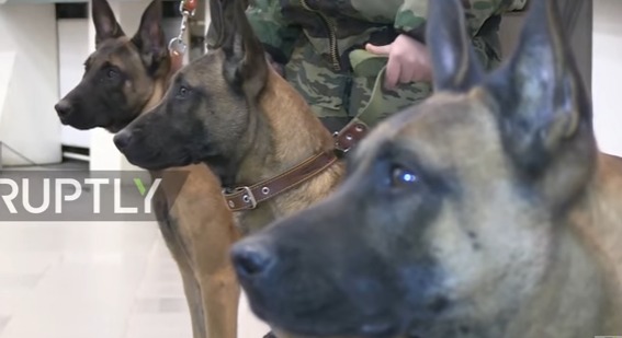 Stigli iz Južne Koreje: Ruska vojska dobila tri klonirana psa