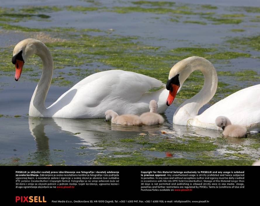 Duško Jaramaz/Pixsell