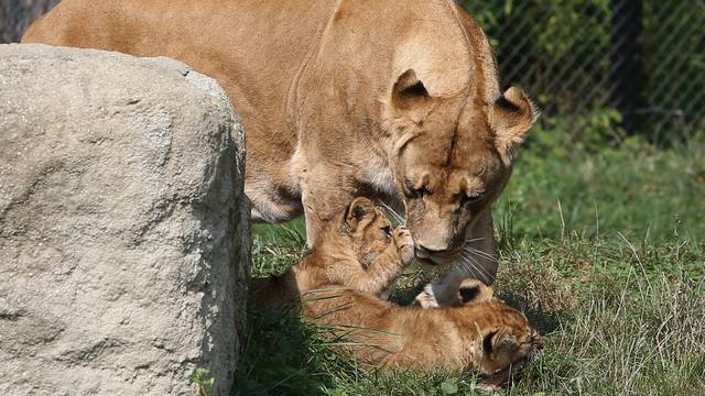 Napokon znamo spol: Lavići iz našeg ZOO-a su curica i dečko