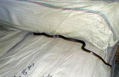 U kontejneru u Rijeci pronašli egzotičnu zmiju, došla iz Kine