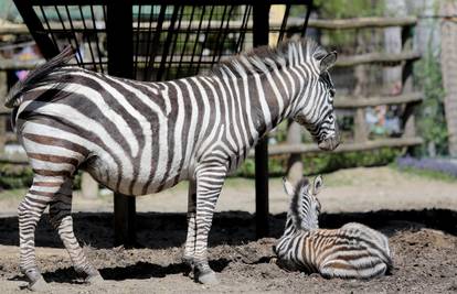 Zagrebački ZOO ima novu bebu: Zebre Sabina i Gustav dobili mladunče, još se ne zna spol