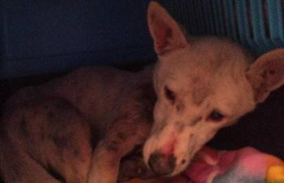 Pas Stipica kojeg je divljak iz Kistanja vukao po cesti se oporavlja: 'Proživio je traumu'
