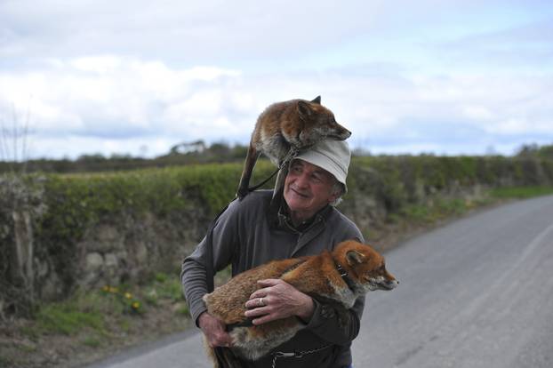 Patsy Gibbons takes his rescue foxes Grainne and Minnie for a walk in Kilkenny