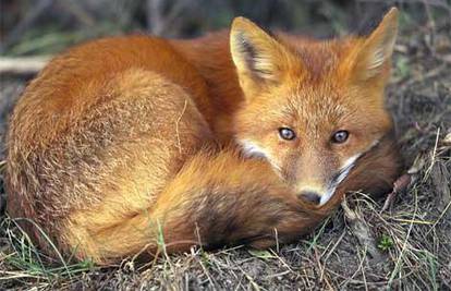 Lov traje: Leglo lisica u Krilu Jesenice terorizira mještane 