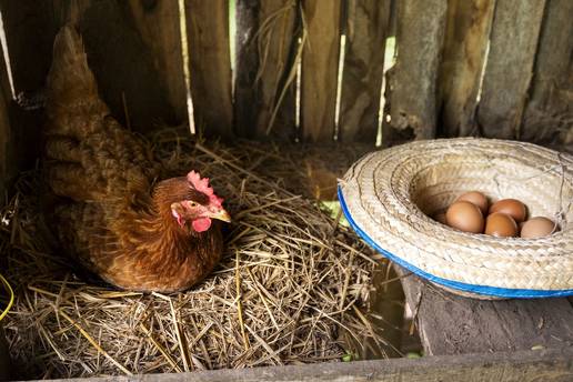 Kako se nekoć živjelo: Kruh se nije bacao, a od kokoši se iskoristilo baš sve - čak i krv!