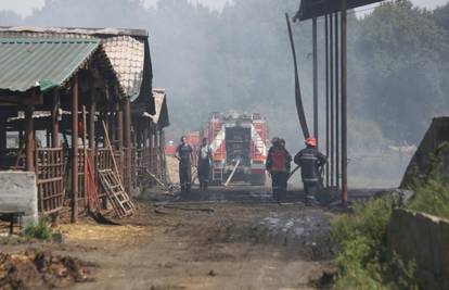 Ugušili se u gustom dimu: U požaru farme izgorjela 34 bika