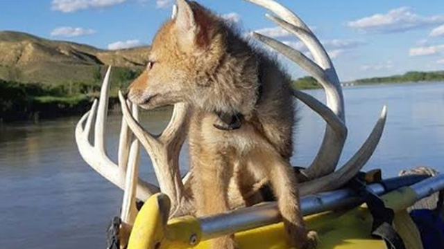 Spasio štene kojota iz vode i s njim na raftingu proveo 10 dana