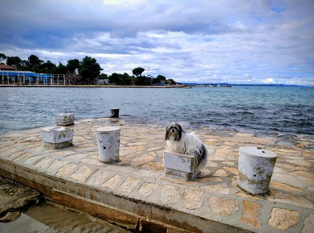 SUPER FOTKE vaših ljubimaca! Neki bi mogli biti viralni hit, ali svi su jednostavno neodoljivi