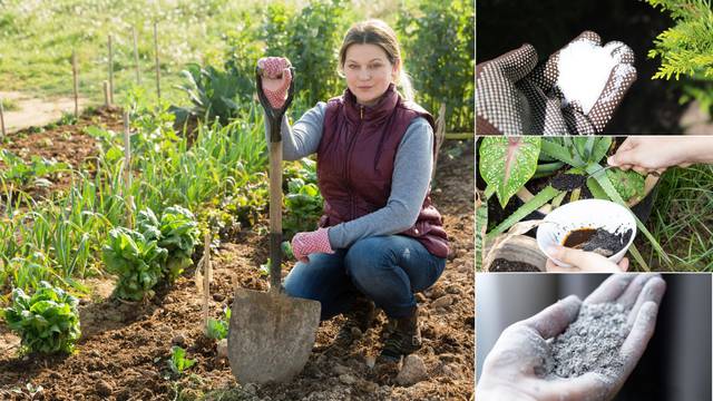 Gnojiva i pripravke za biljke u vrtu napravite sami: Rade se od kore od banane, taloga kave...