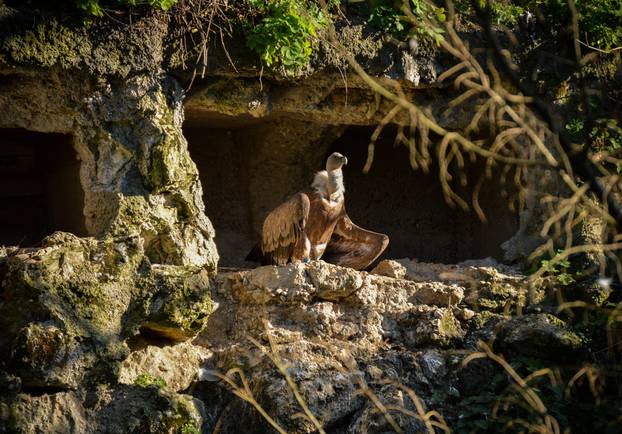 Griffon,Vulture,In,His,Natural,Environment