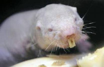Japance oduševio štakor divovskih prednjih zuba