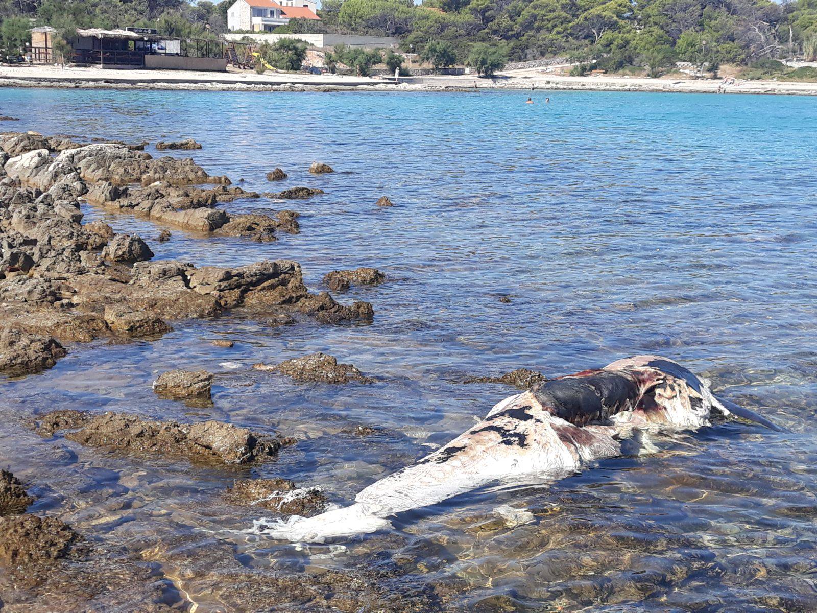 'Lešina dupina danima leži na plaži i raspada se. Jako smrdi'