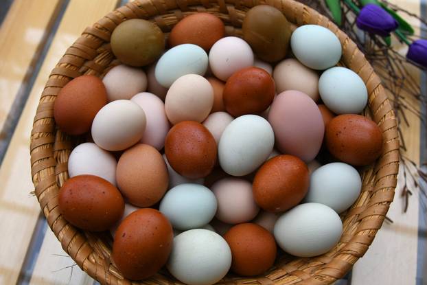 Neobične kokoši u Zvijercima kod Bjelovara nesu jaja u raznim bojama