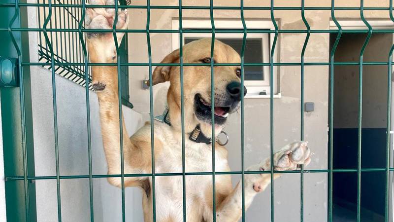 FOTO Zadar ima novo moderno sklonište za napuštene životinje