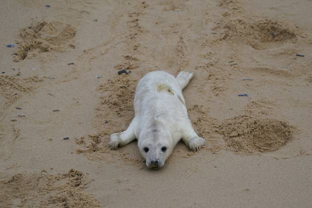 Po?inje sezona mladunaca tuljana u Norfolku