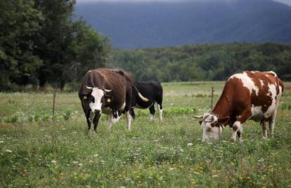 Sve je manje muznih krava na hrvatskim farmama: Pada i broj svinja, ovaca, koza i peradi...