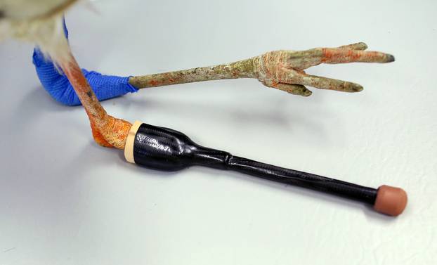 One-legged female stork Mathilda gets prothesis