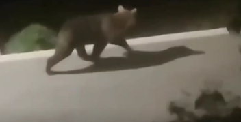 VIDEO Medo hodao Zlobinom: 'Prijatelj je izašao iz kuće i vidio medvjeda kako hoda po cesti'