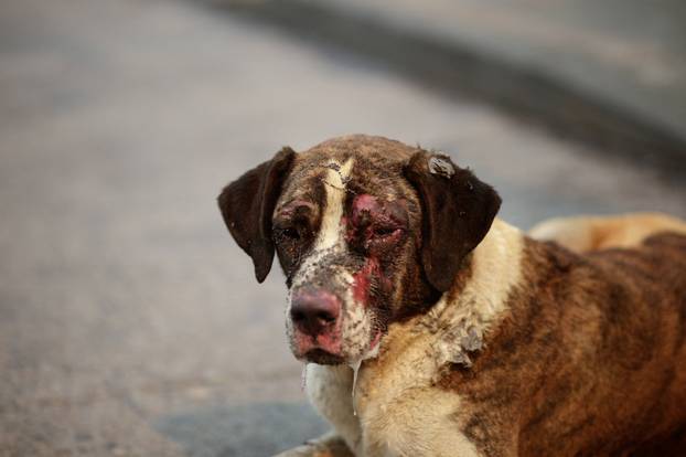 Wildfire burns in Chile