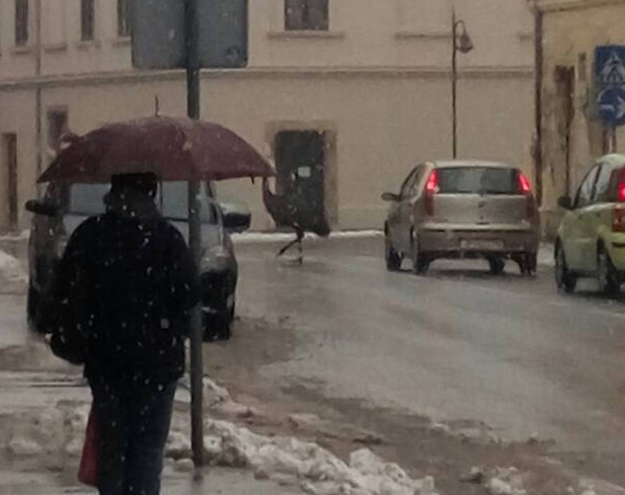 Vidi kako juri! Ptica trkačica bježala je po ulicama Petrinje