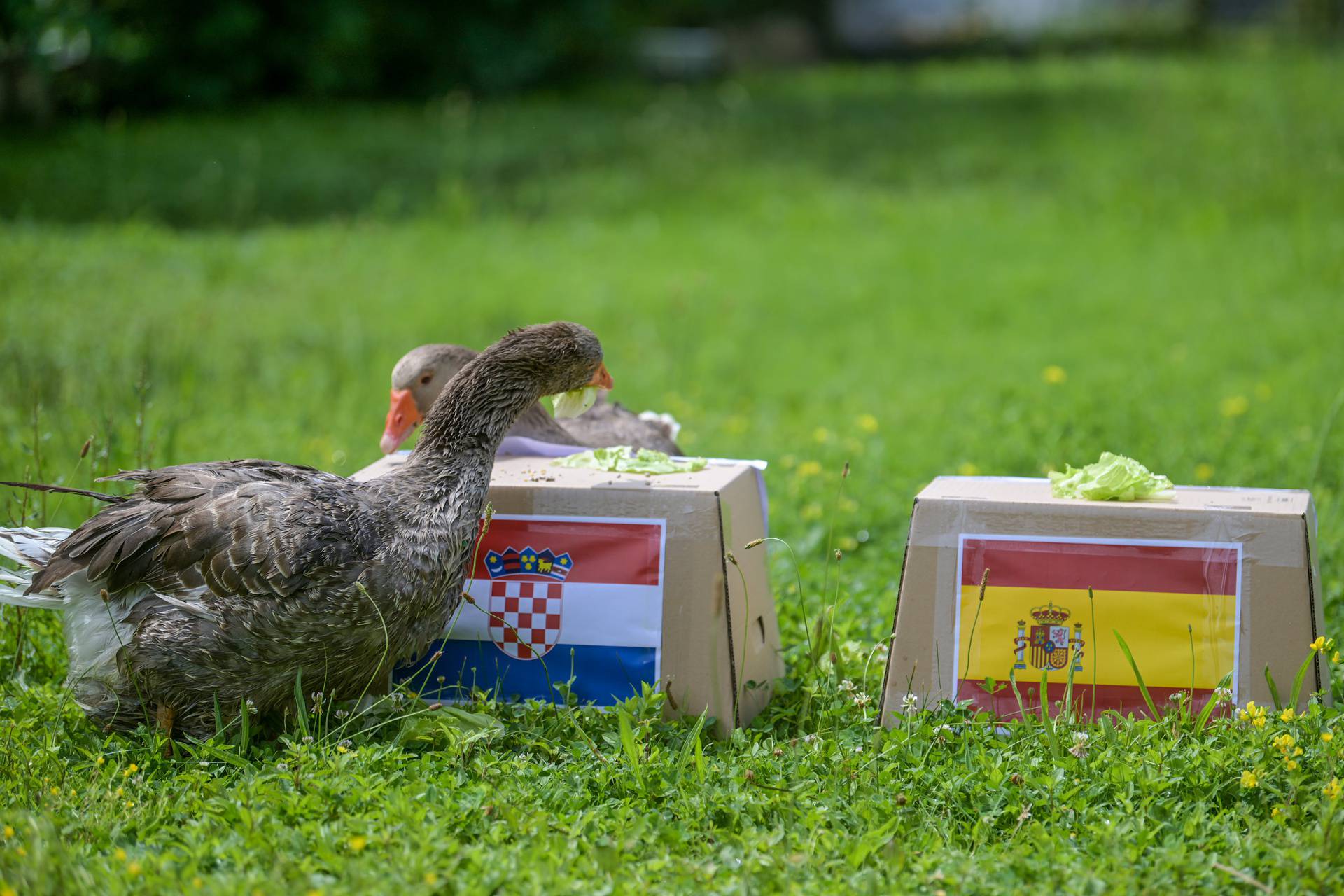 Zabok: Guska Severina prognozira tko će pobijediti na utakmici Hrvatska-Španjolska u subotu